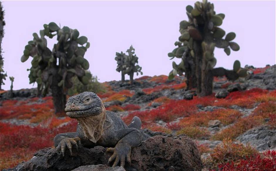 Galapagos-Islands | Places to See Before It's Too Late