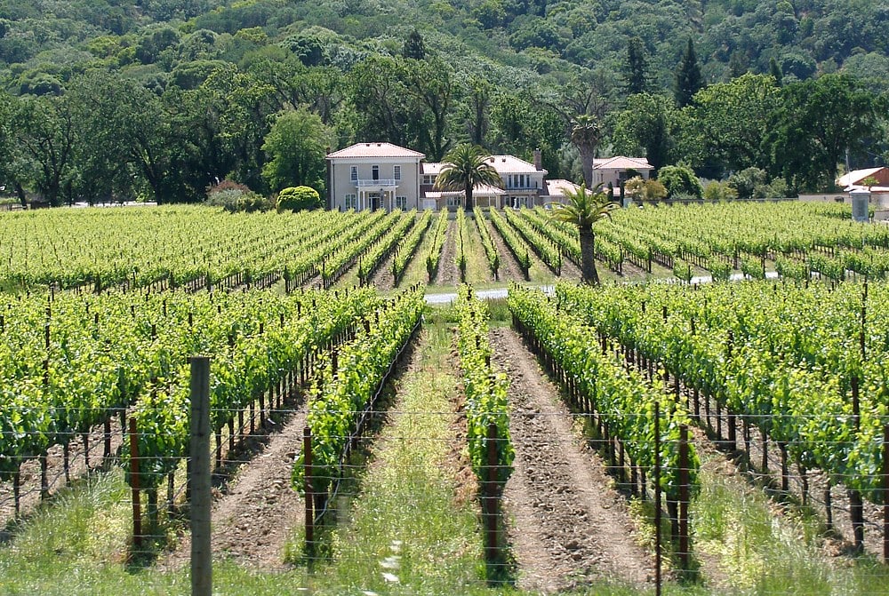 Mendocino_vineyard | Places to See Before It's Too Late