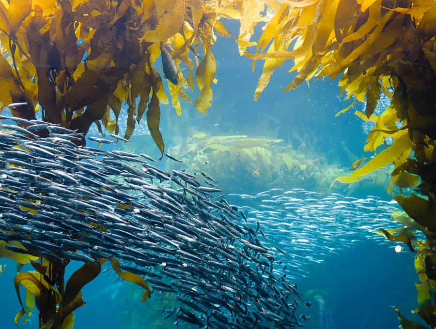 Monterey Bay Aquarium, Monterey, California / RTW SURF TRIP 02 / FROM ENCINITAS TO SAN FRANCISCO