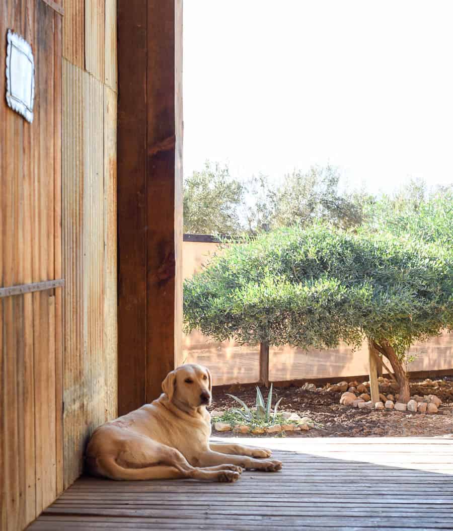 Finca Altozano Restaurant / Guadalupe Valley, Mexico / 24 Hours in Baja's Wine Country