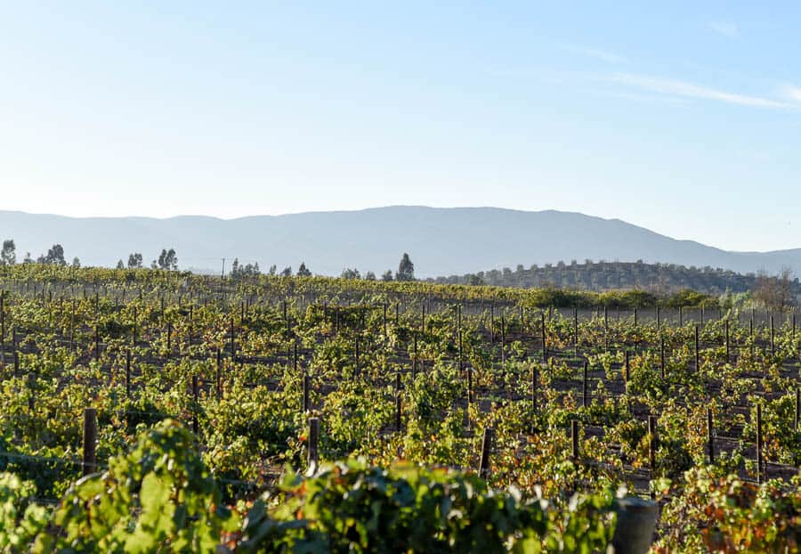 Guadalupe Valley, Mexico / 24 Hours in Baja's Wine Country