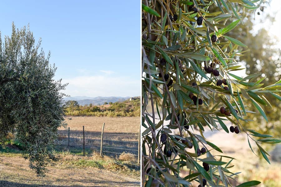 Olive trees / Guadalupe Valley, Mexico / 24 Hours in Baja's Wine Country