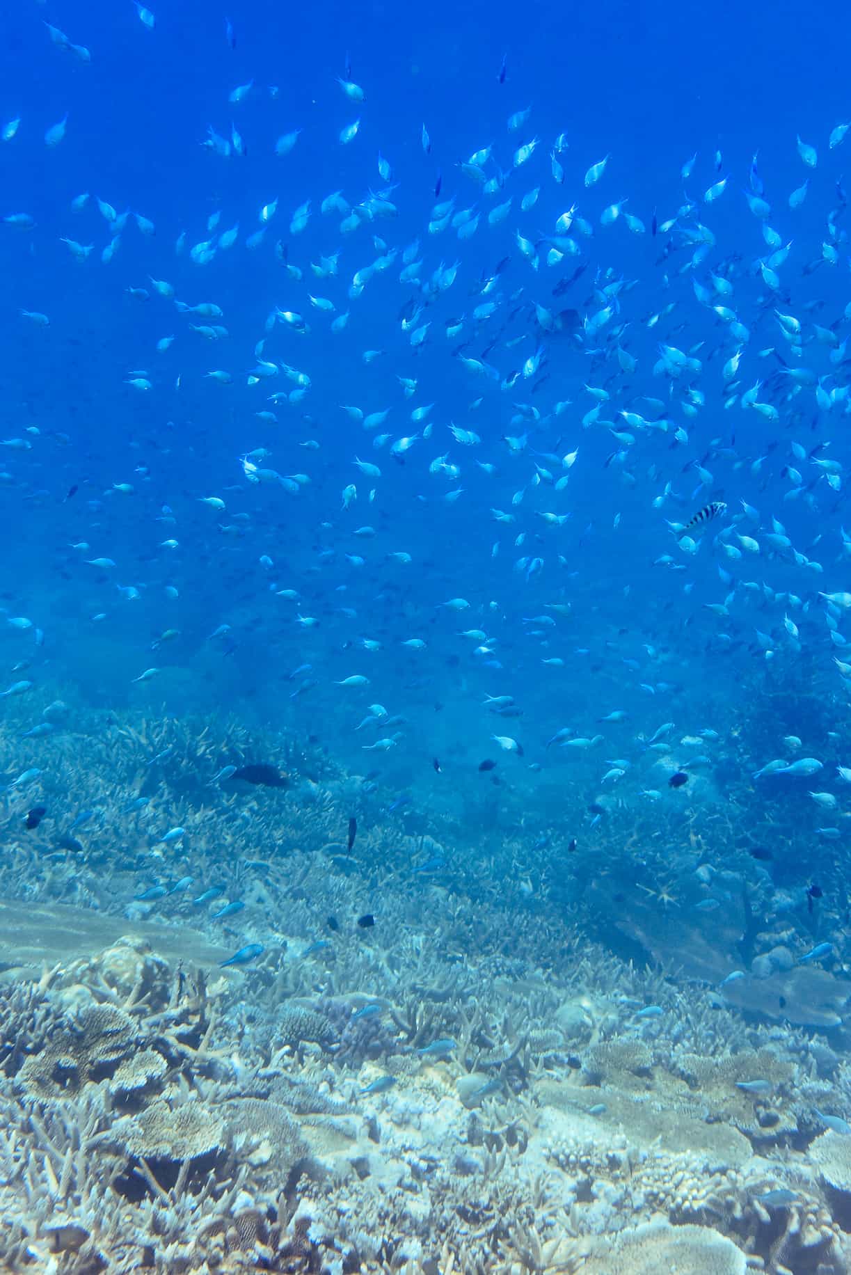 Rainbow Reef, Taveuni Fiji