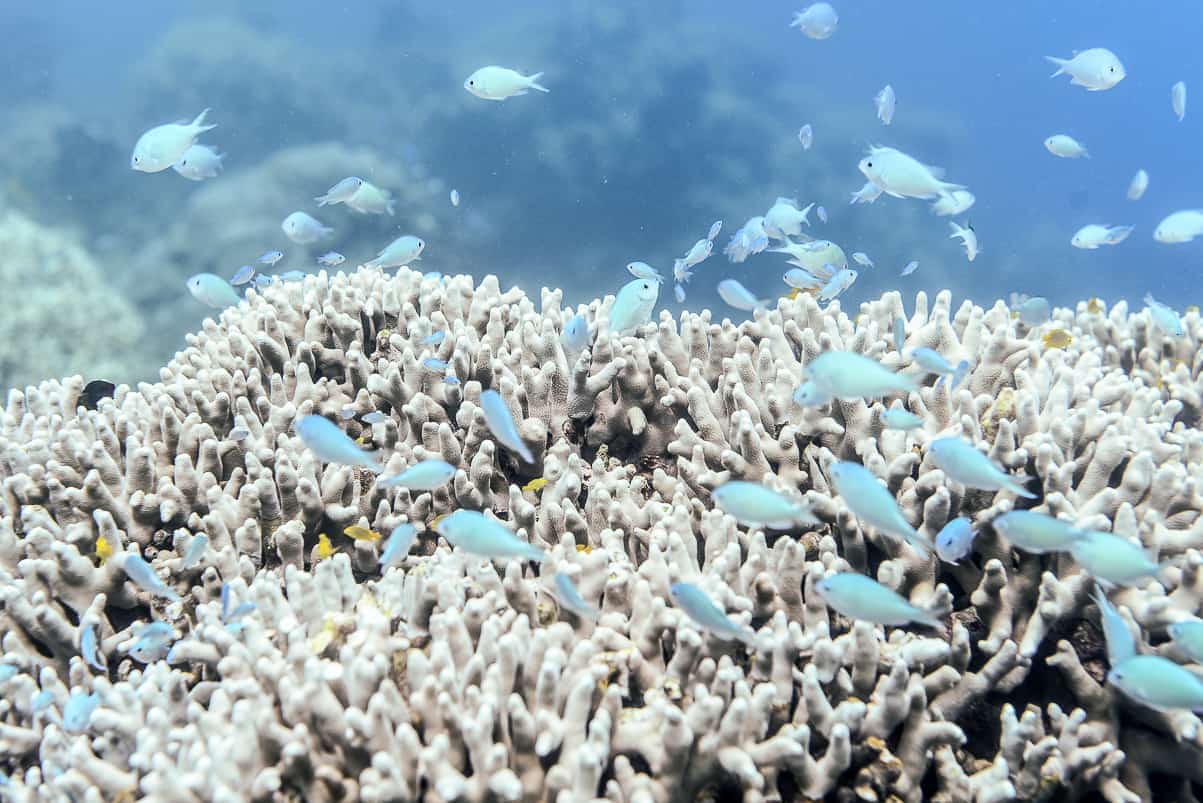 fiji diving Fiji islands Qamea island