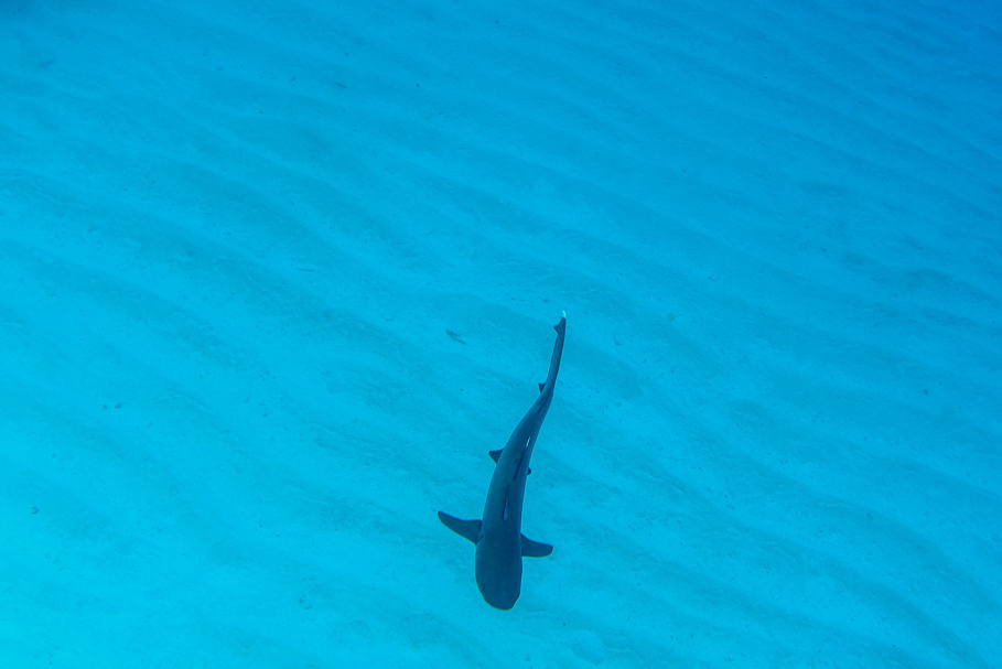 fiji shark