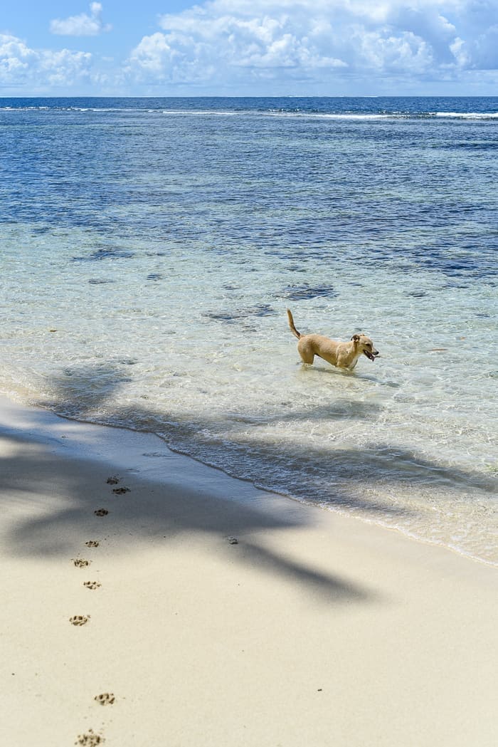 maqai eco surf resort dog playing in ocean