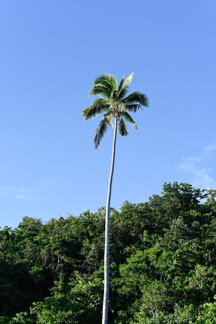 palm tree in fiji