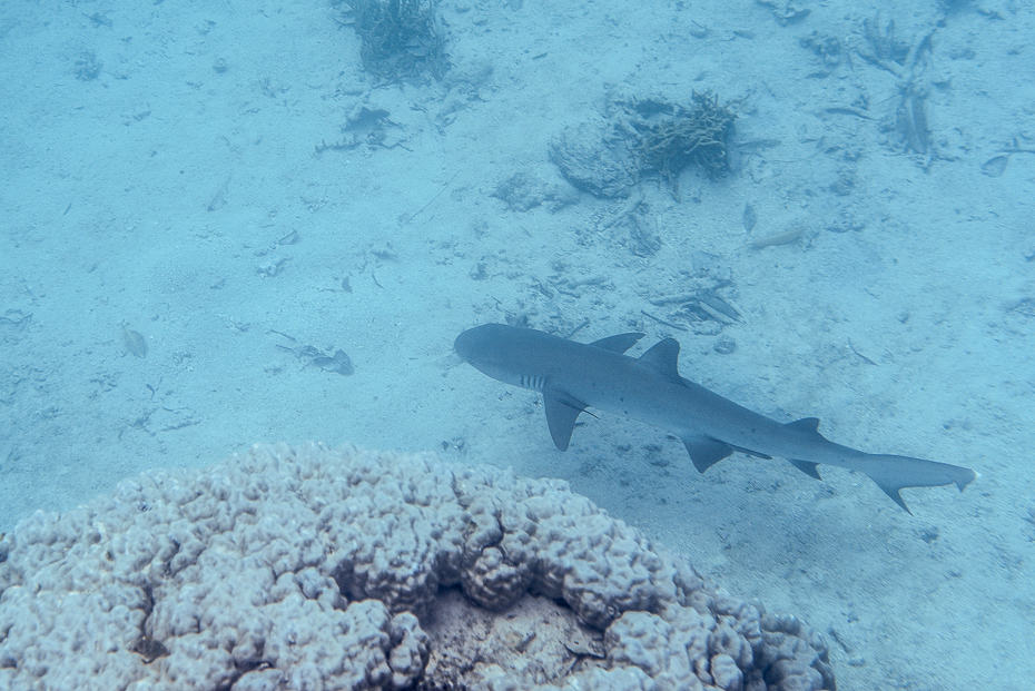 Fiji islands Qamea island shark fiji