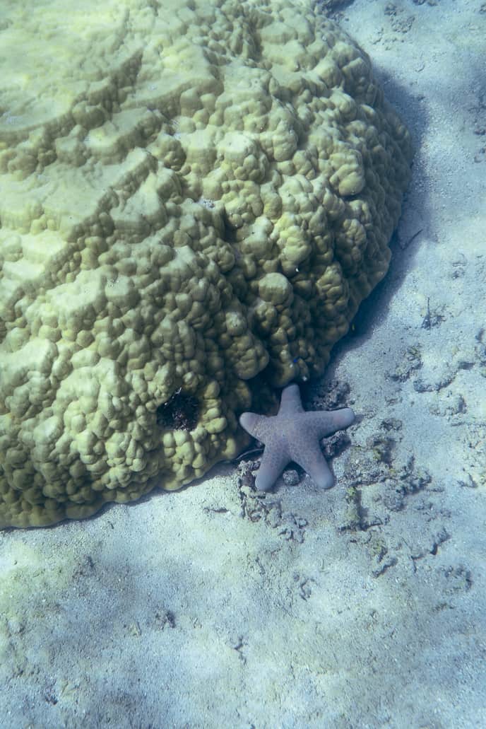 starfish fiji