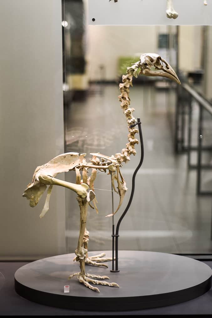 auckland new zealand museum large bird fossil