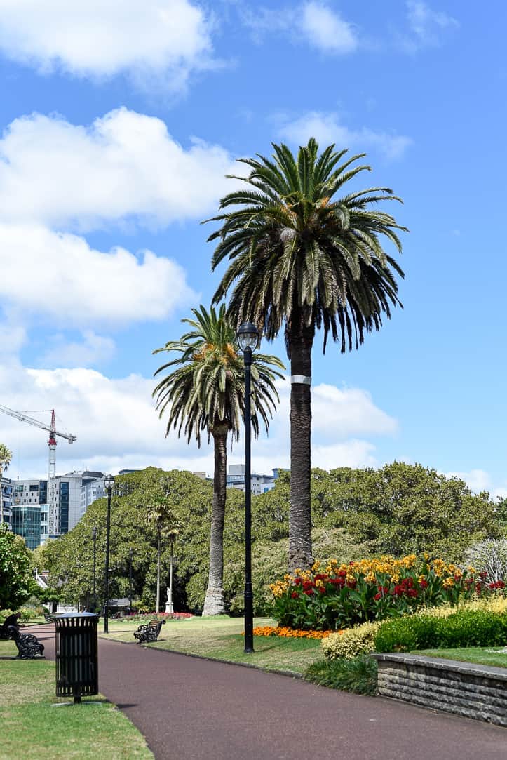 auckland new zealand sidwalk with palm trees and flowers