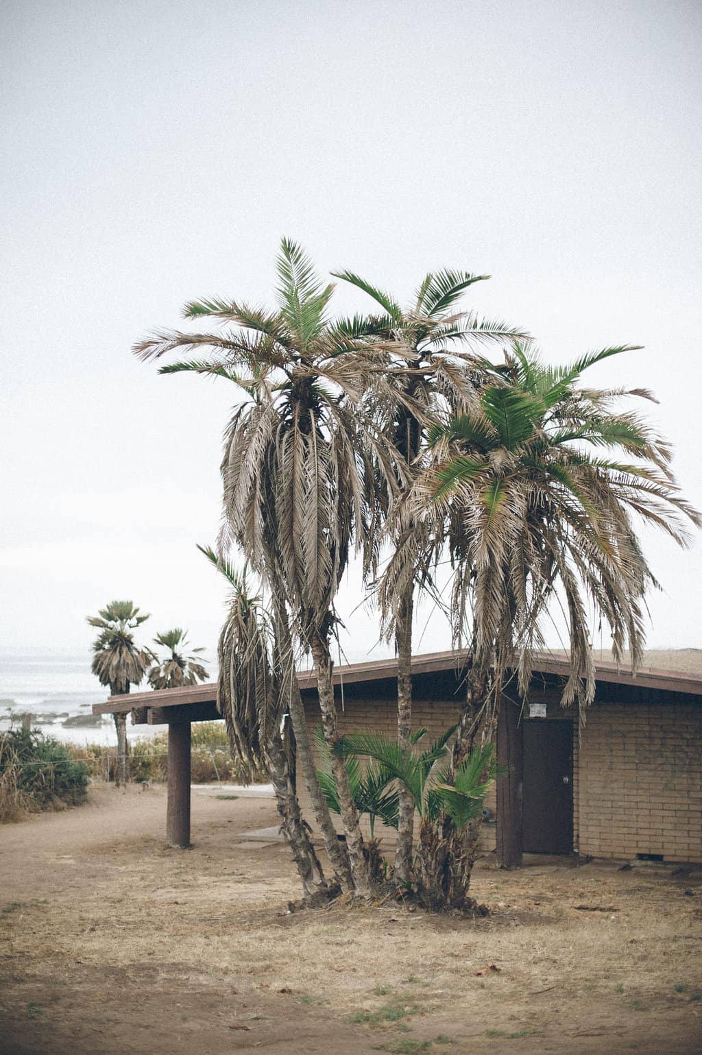 campground facilities and cluster of palm trees