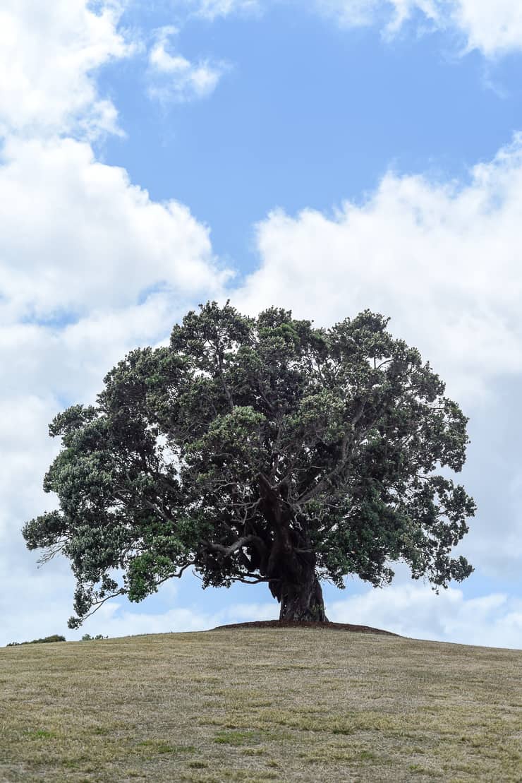 waiheke island old tree on hill