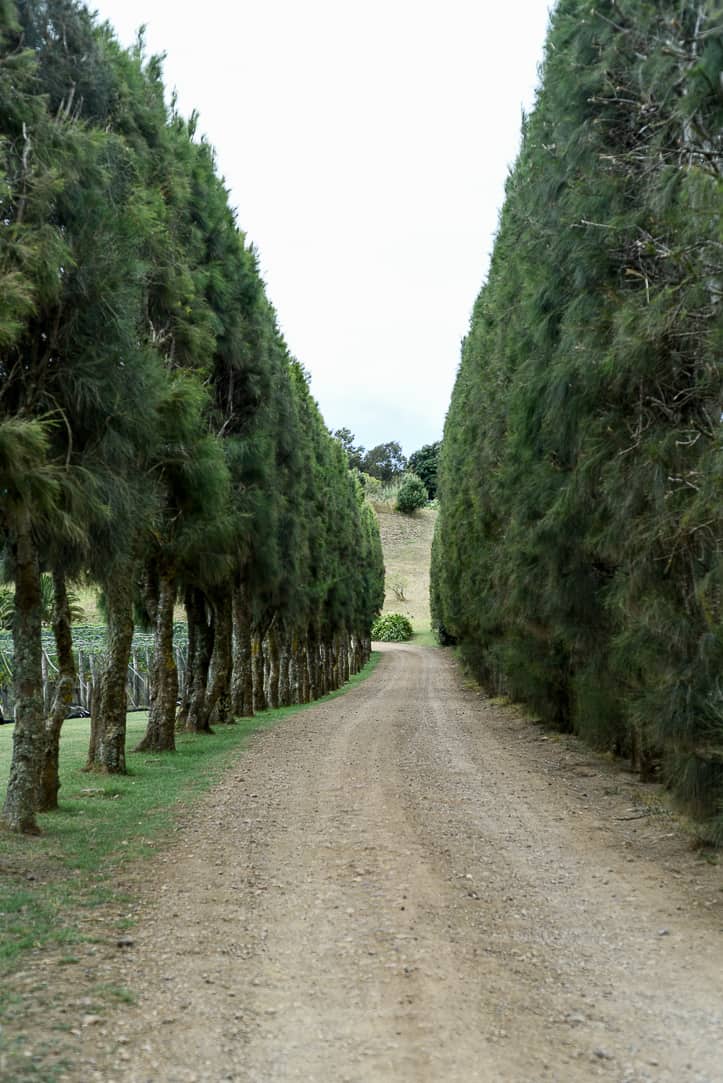 waiheke island trees lining dirt road to vineyard