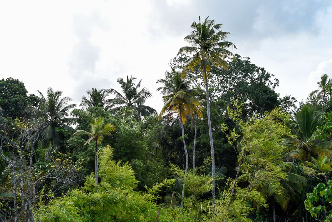 surf and yoga retreat sri lanka