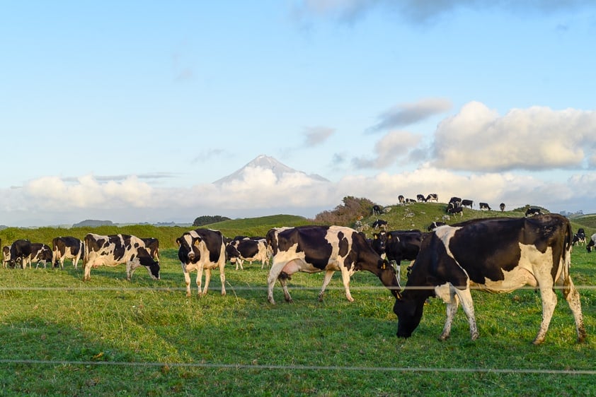 surfing new zealand mount taranaki