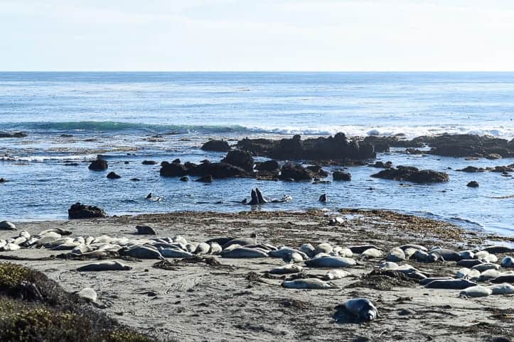 highway 1 road trip elephant seals