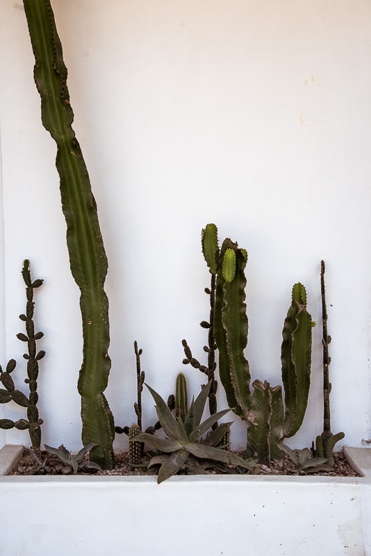 punta mita cactus with white wall background