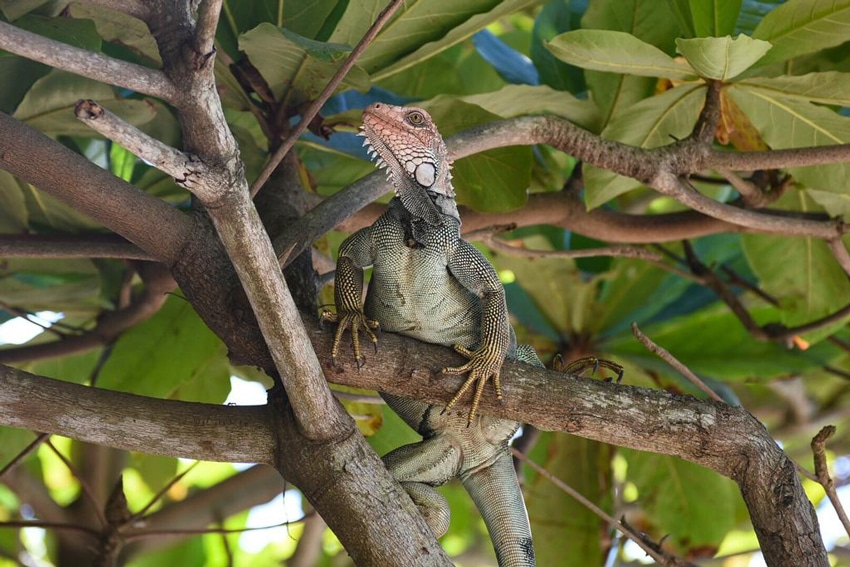 iguana costa rica