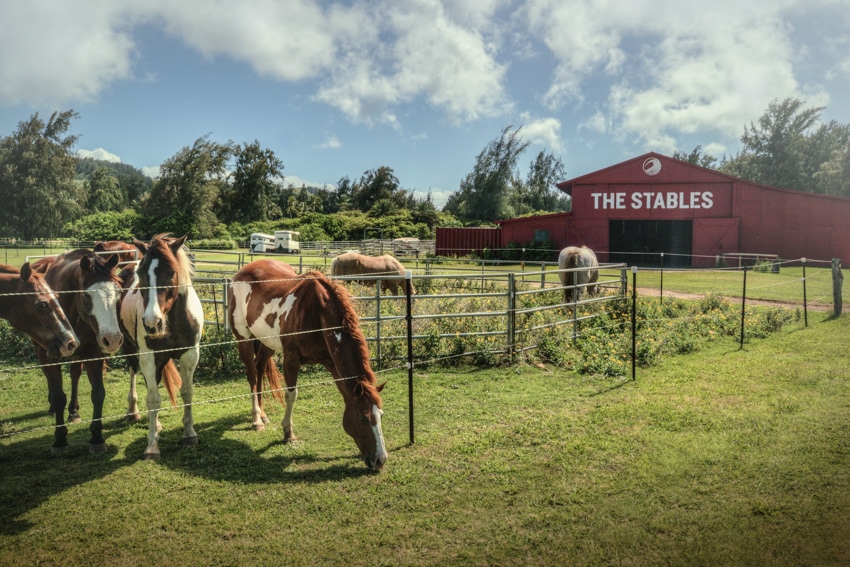 horseback riding turtle bay resort