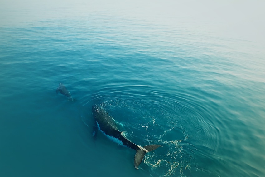 hawaii whales migrating