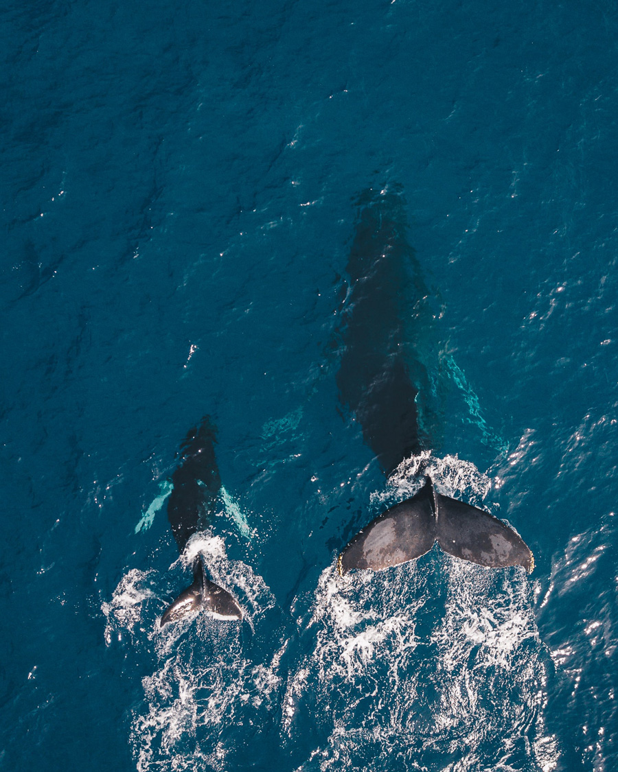 whales swimming in clear deep blue water